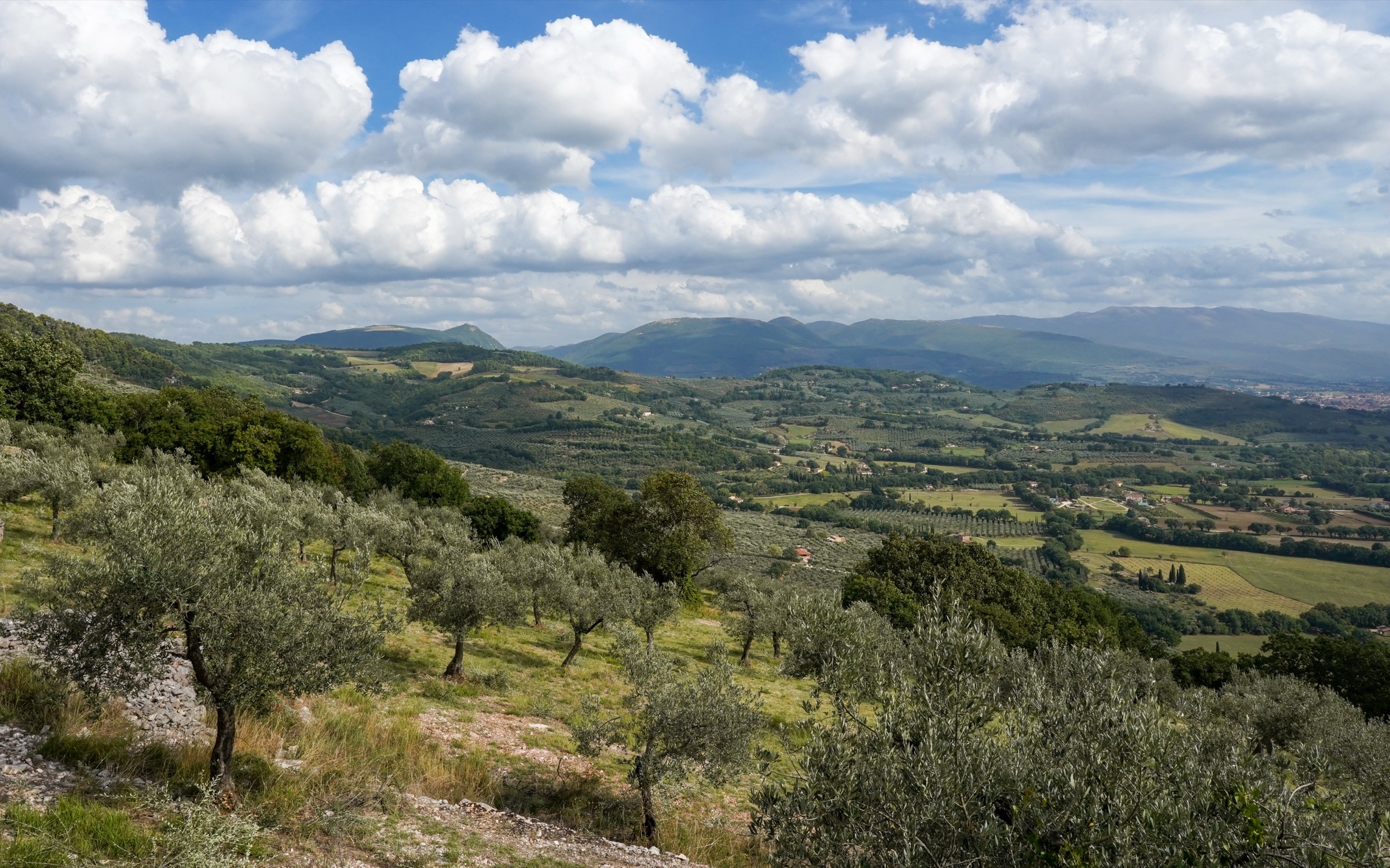 Uliveto in collina vicino a Spello, Umbria